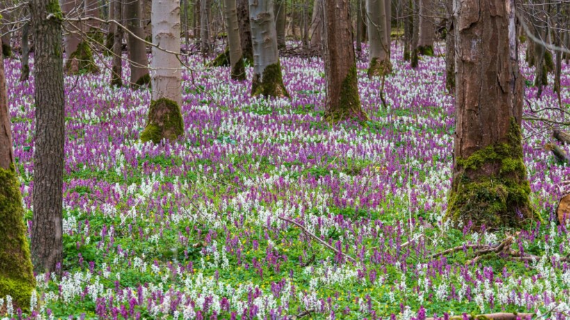 2x hotspots van de holwortel