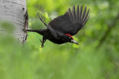 Zwarte specht inspecteert een nestholte (video)