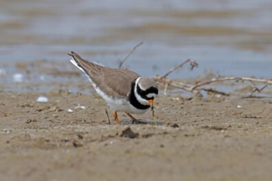 Baltsende bontbekplevier (video)