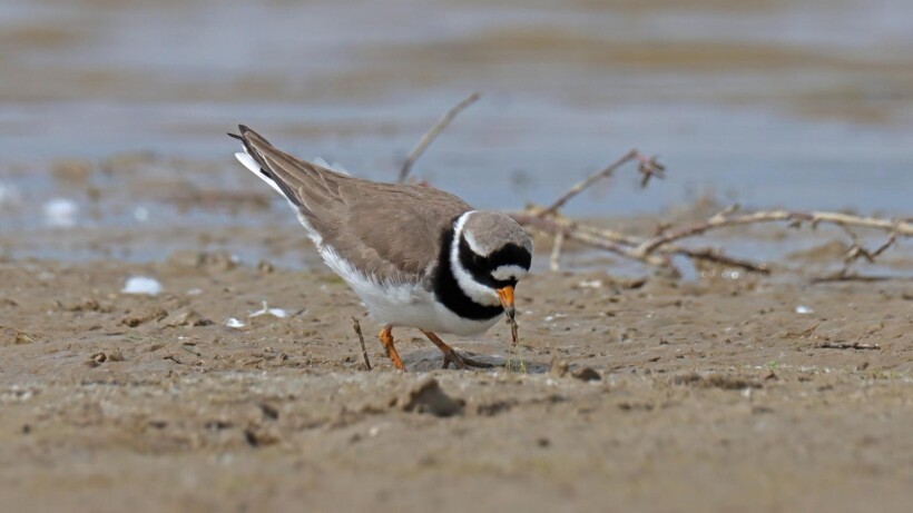 Baltsende bontbekplevier (video)
