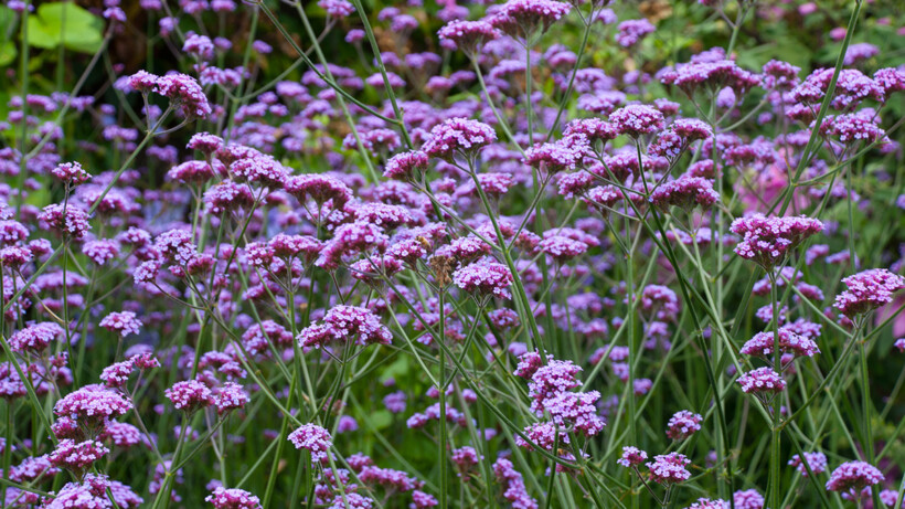 5x paarse bloemen in de tuin