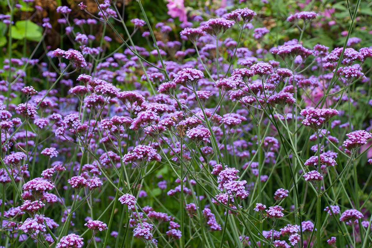 5x paarse bloemen in de tuin - Landleven