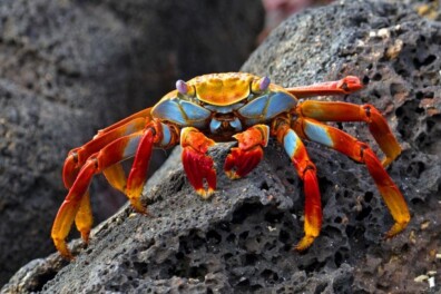 Vasthoudende Sally Lightfoot-krabben (video)