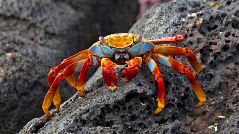 Vasthoudende Sally Lightfoot-krabben (video)