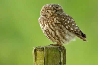 Camera’s Beleef de lente gaan weer aan