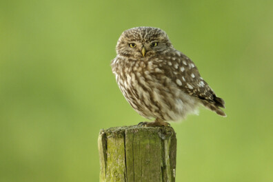 Camera’s Beleef de lente gaan weer aan