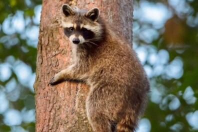 Problematische wasberen in de Ardennen (video)