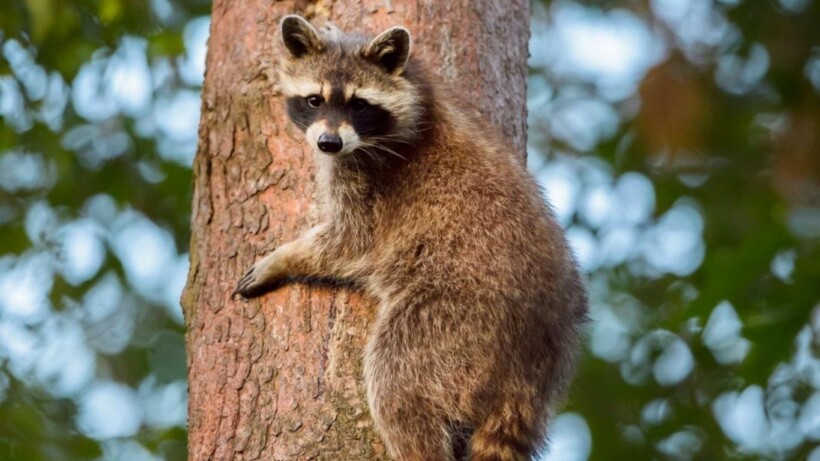 Problematische wasberen in de Ardennen (video)
