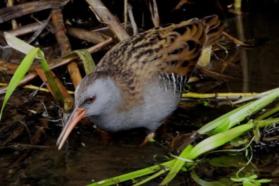 Nu te horen: gillende waterral