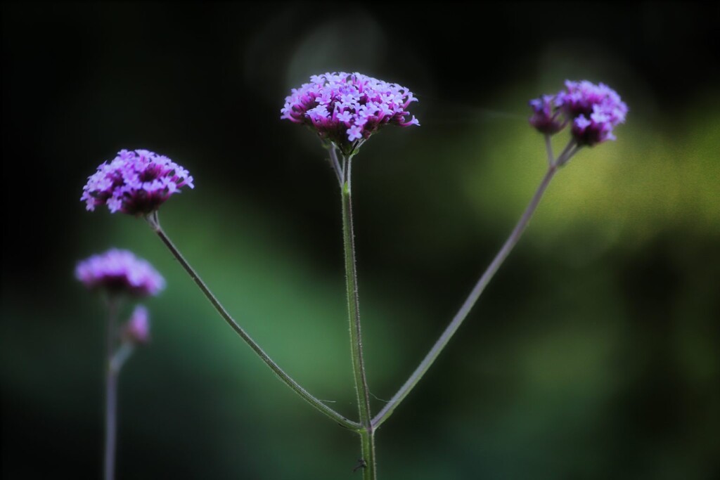 Ijzerhard (verbena)