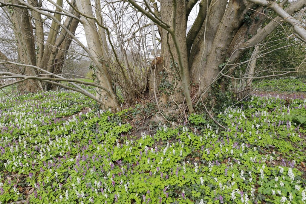 holwortel op landgoed Dickninge in het Reestdal