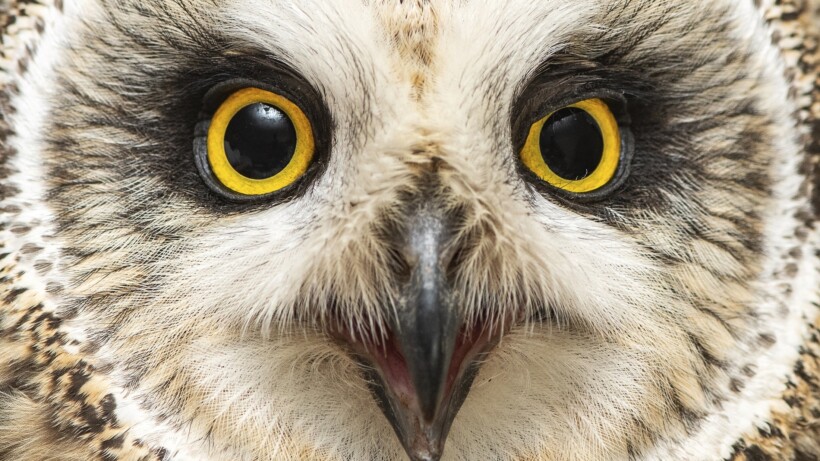 Ultieme zwerver: de velduil