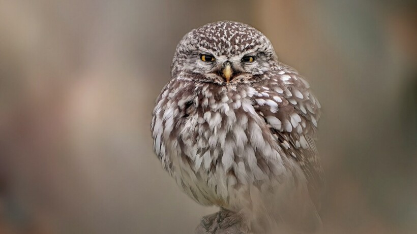 Nu te fotograferen: de steenuil