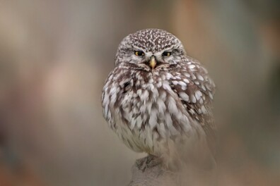 Nu te fotograferen: de steenuil