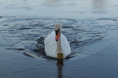 Knobbelzwaan breekt door het ijs