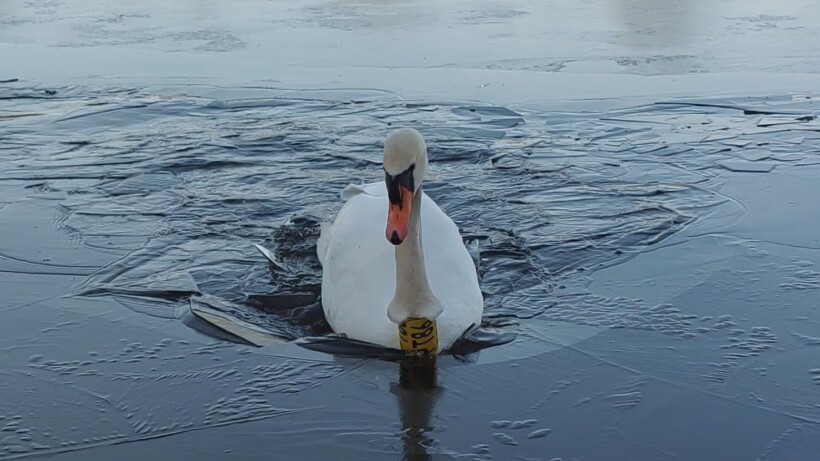 Knobbelzwaan breekt door het ijs