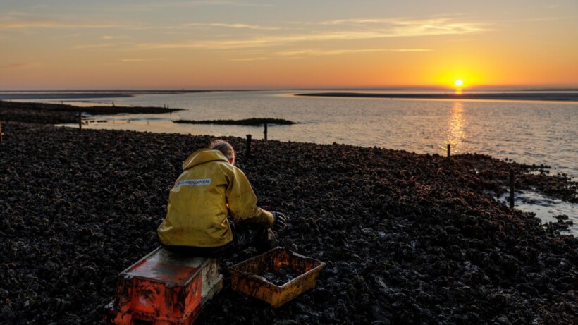 Oesters rapen in het ochtendgloren