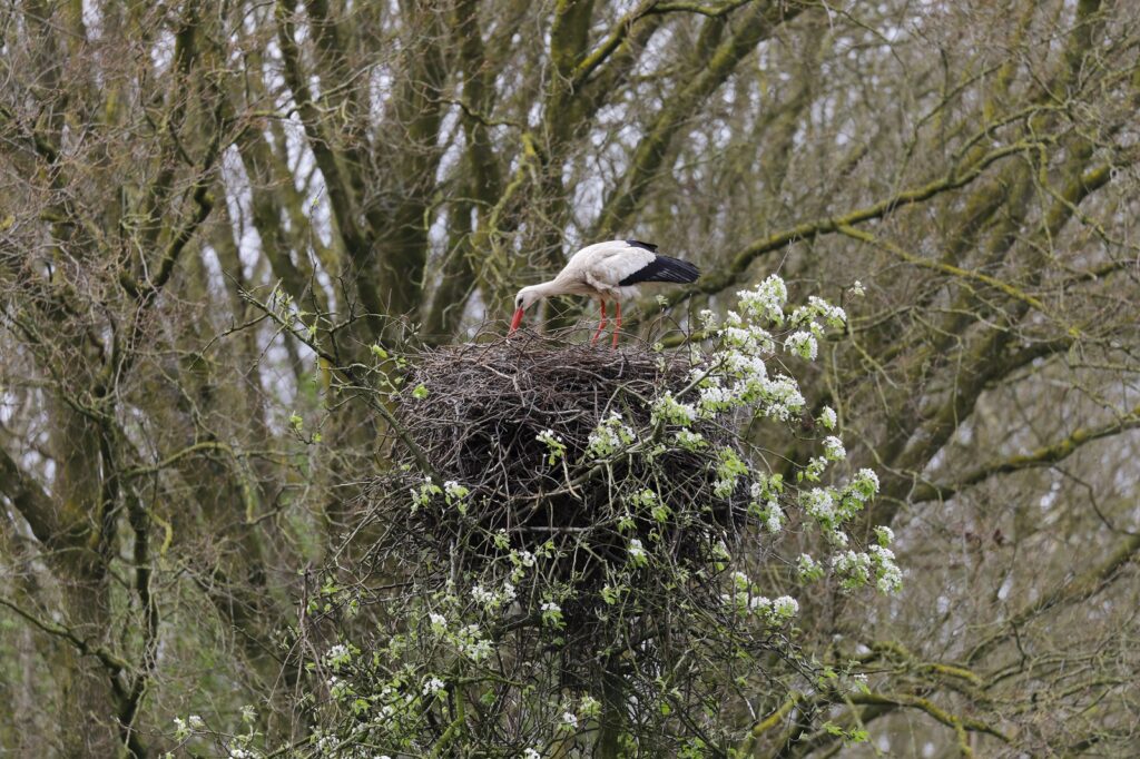 Ooievaar op nest in Reestdal