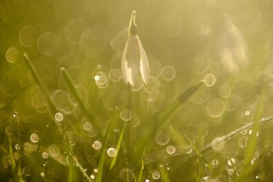Sneeuwklokje: wanneer in bloei en waar groeit deze lentebode?