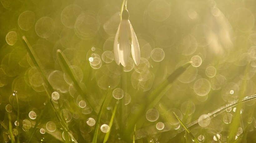 Sneeuwklokje: wanneer in bloei en waar groeit deze lentebode?