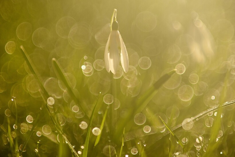 Sneeuwklokje: wanneer in bloei en waar groeit deze lentebode?