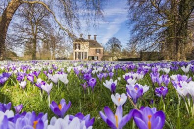 Fleurige stinzenplanten