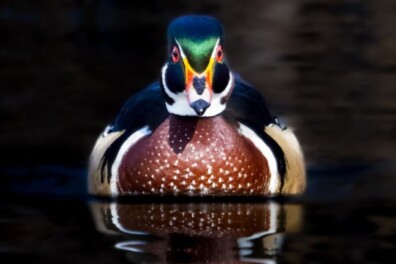 3x meisjesnamen in de natuur