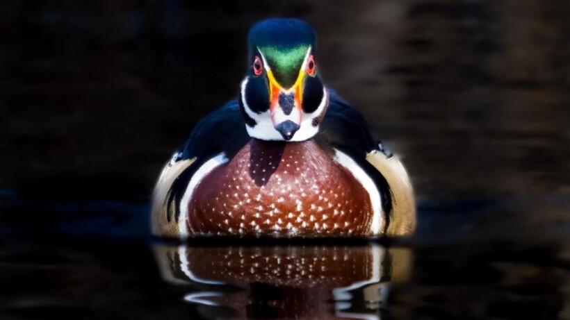 3x meisjesnamen in de natuur