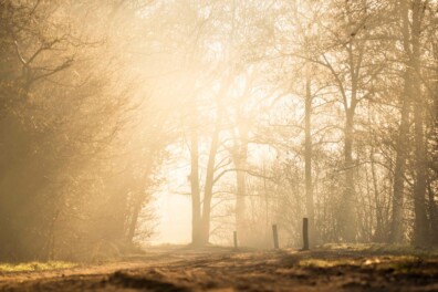 De Friese Wouden (video)