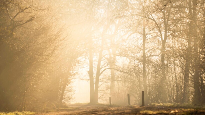 De Friese Wouden (video)