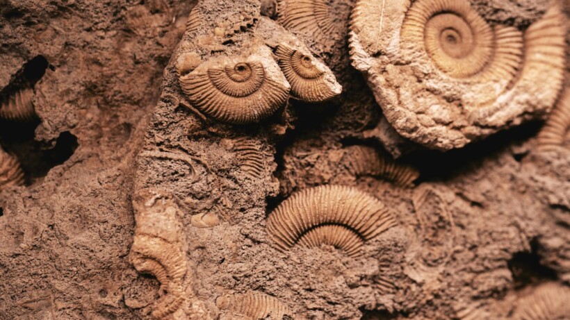 In de ban van fossielen & 3x paleoweetjes