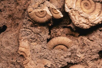 In de ban van fossielen & 3x paleoweetjes