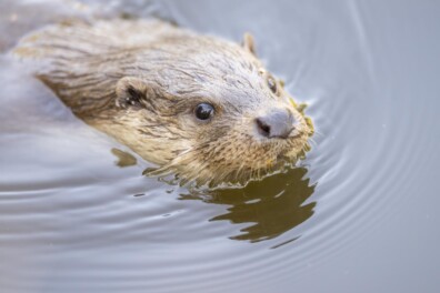 ‘Voetballende’ otters in de sneeuw (video)