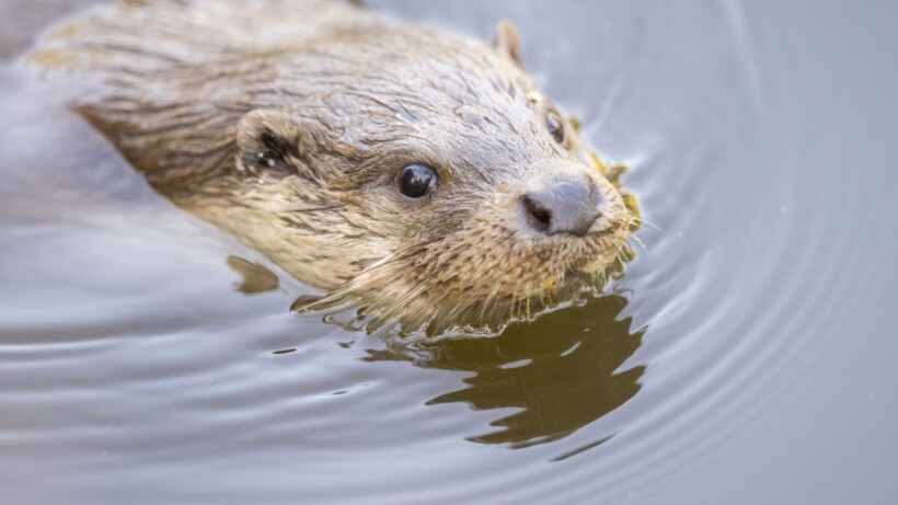 ‘Voetballende’ otters in de sneeuw (video)