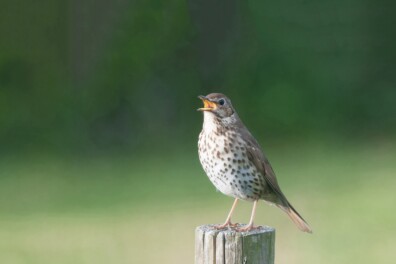 Geluid grote lijster: weemoedige voorjaarsklanken