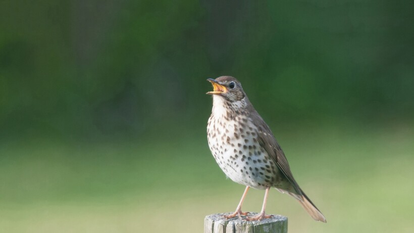 Geluid grote lijster: weemoedige voorjaarsklanken