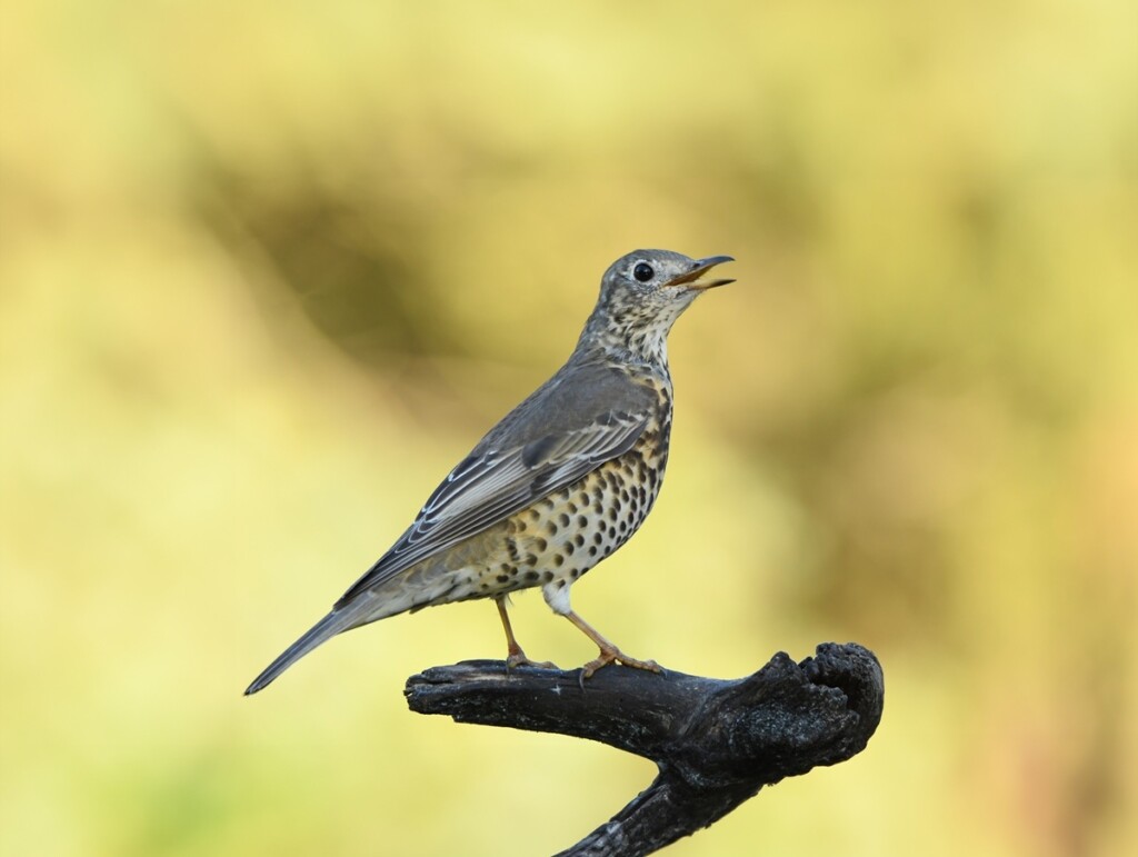 grote lijster zingt op tak