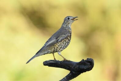 Verschil tussen zanglijster en grote lijster in beeld (video)