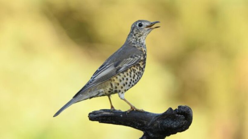 Verschil tussen zanglijster en grote lijster in beeld (video)