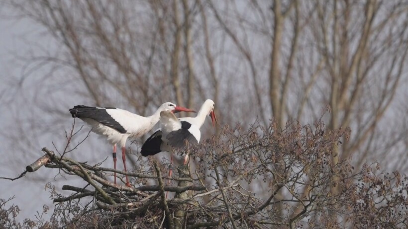 Natuurshot van de Week: klepperende ooievaars