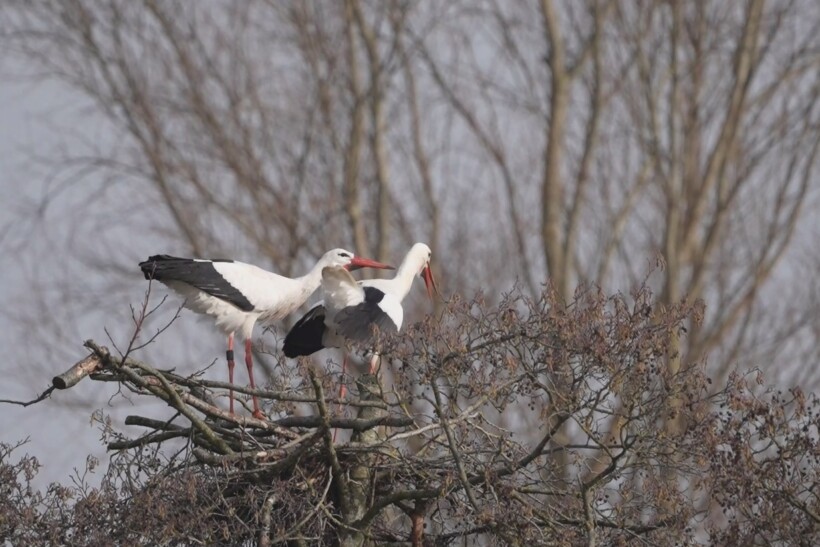Natuurshot van de Week: klepperende ooievaars