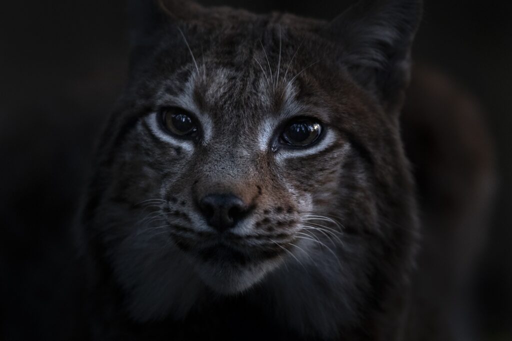 Euraziatische lynx