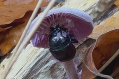 Mestkever verstopt onder een paddenstoel