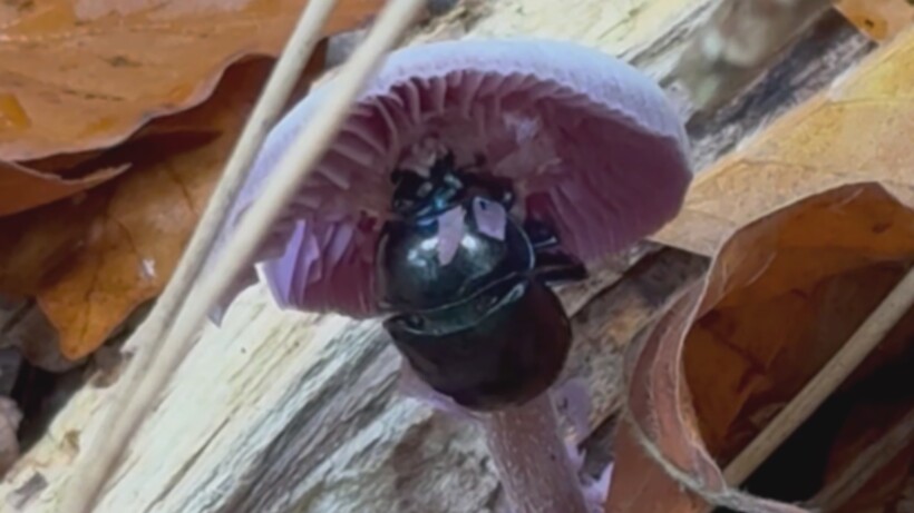 Mestkever verstopt onder een paddenstoel