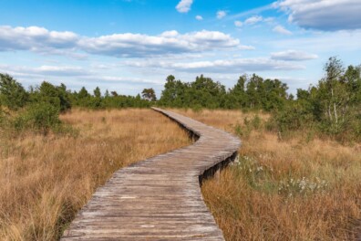 Boswachterspad Mussenbaan in De Groote Peel (video)