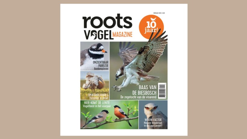 Nu verkrijgbaar: Roots Vogelmagazine Voorjaar 2026