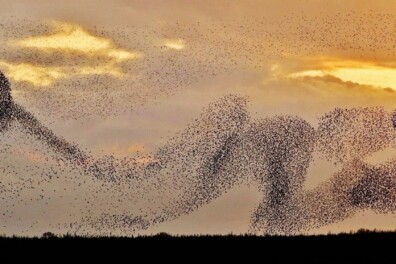 Kunst in de natuur, de 10 mooiste foto’s