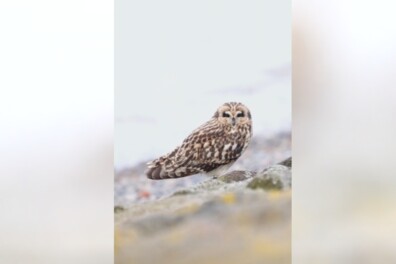 Natuurshot van de Week: velduil in het Waddengebied