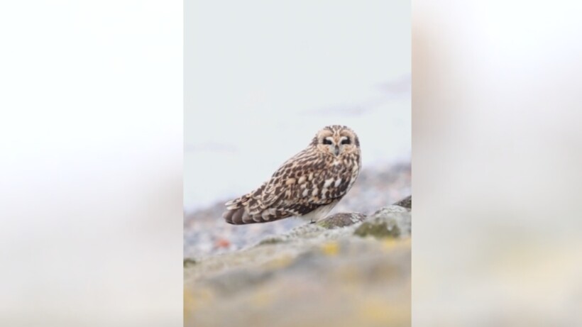 Natuurshot van de Week: velduil in het Waddengebied