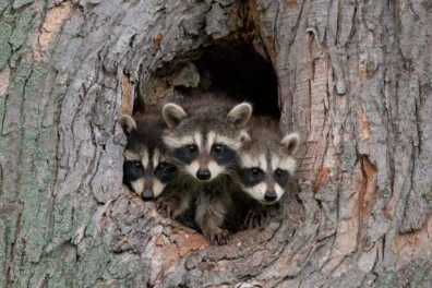 Straks ook een wasbeer in jouw keuken?